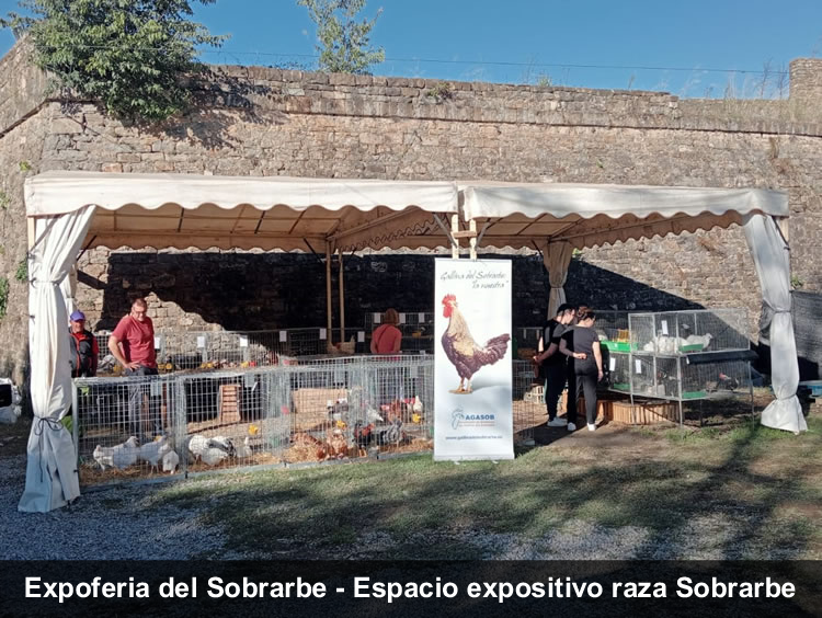 Expoferia Sobrarbe gallina del Sobrarbe