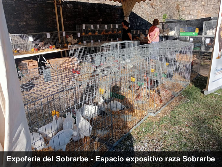 Expoferia Sobrarbe gallina del Sobrarbe