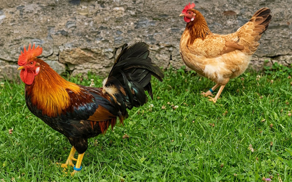 Gallina del sobrarbe variedad Trigueña